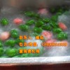 蔬菜清洗線|凈菜加工設備|哪家好？|諸城市食品機械