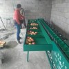 蟠桃分選機 專業(yè)分級 許昌有賣的么